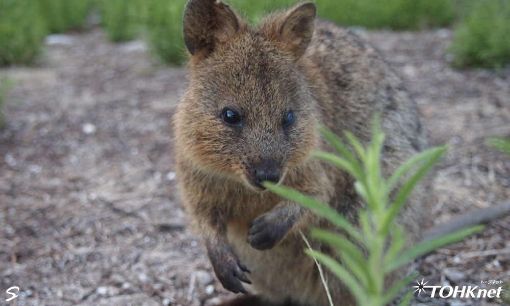 トークオッカのモデル クオッカ の紹介 Tohknet 東北インテリジェント通信